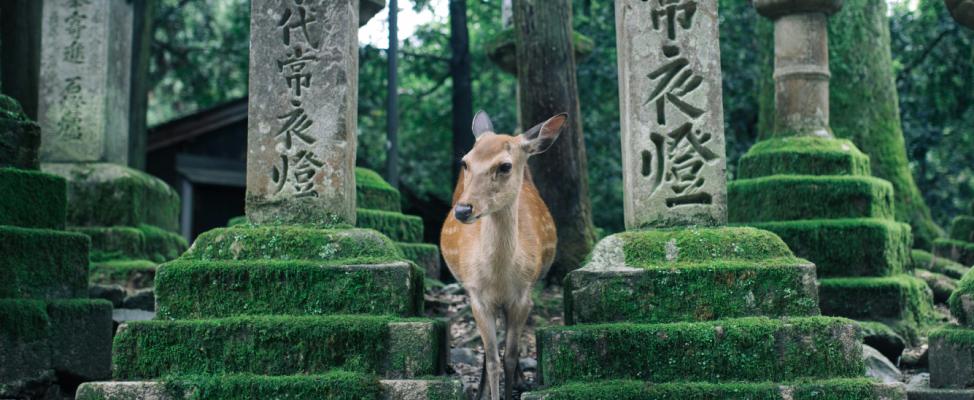 Deer in Nara temple